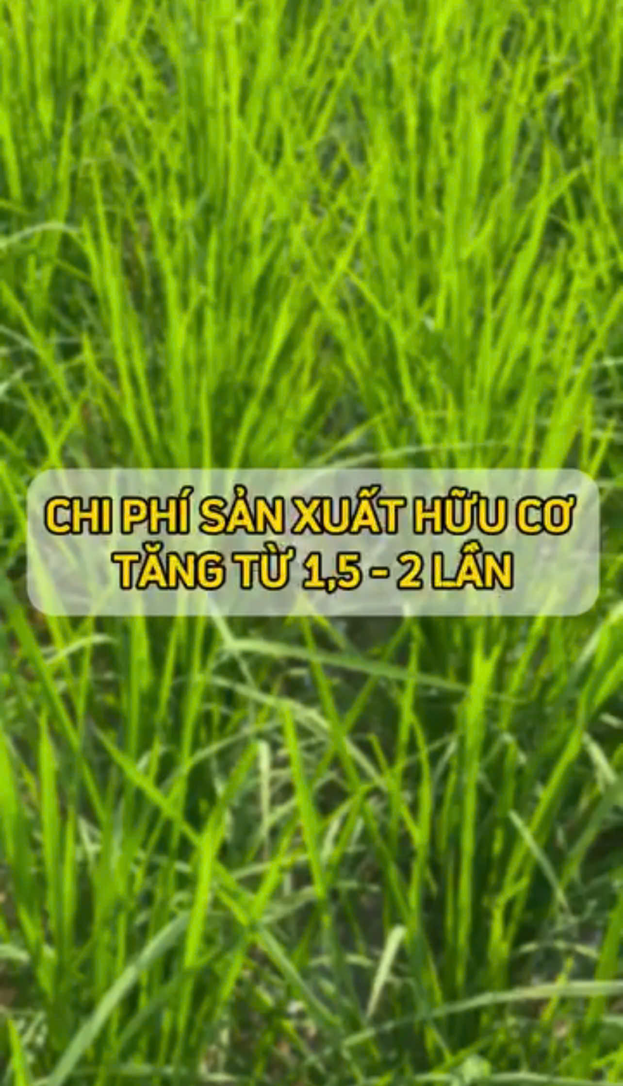 Sản xuất Gạo hữu cơ